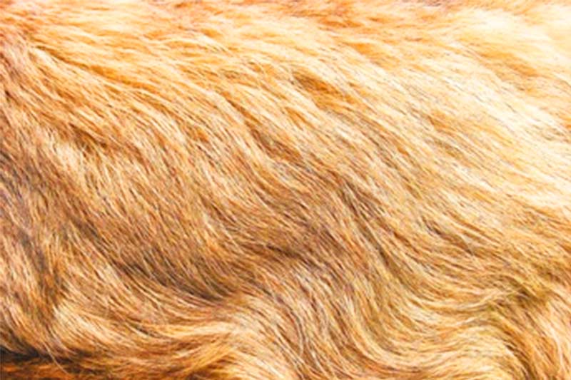 Usually made of mink hair, sea mink hair, fox hair, rex rabbit hair, and other natural animal hairs | weora